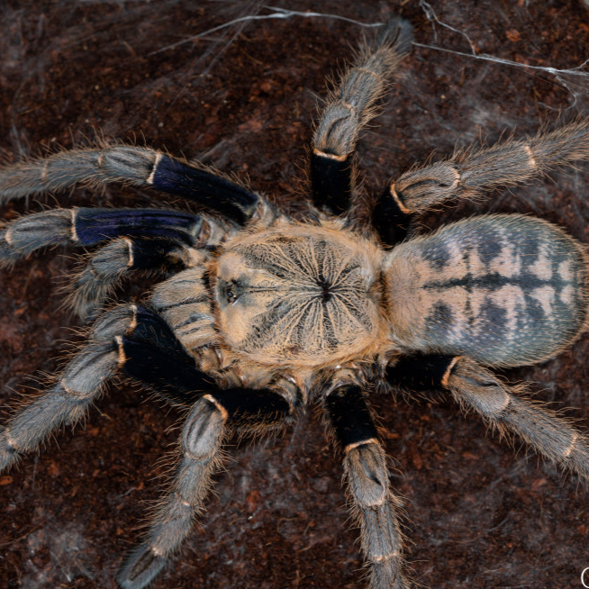 Cyriopagopus c.f. robustus (Malaysian Blue Femur) 0.75"