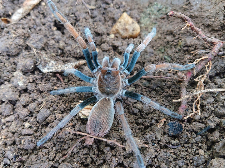 Cyrtopholis sp 'Hato' (Carribean Blue & Orange) 0.25"