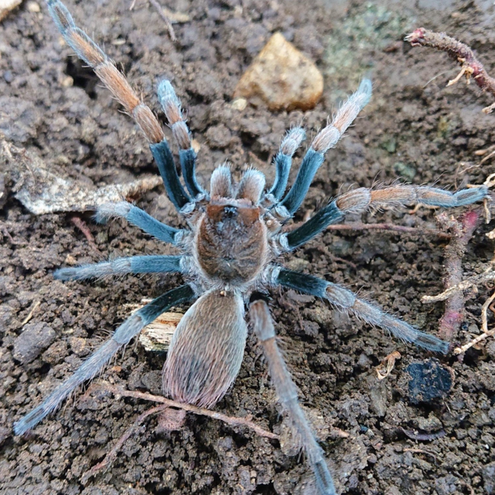 Cyrtopholis sp 'Hato' (Carribean Blue & Orange) 0.25"