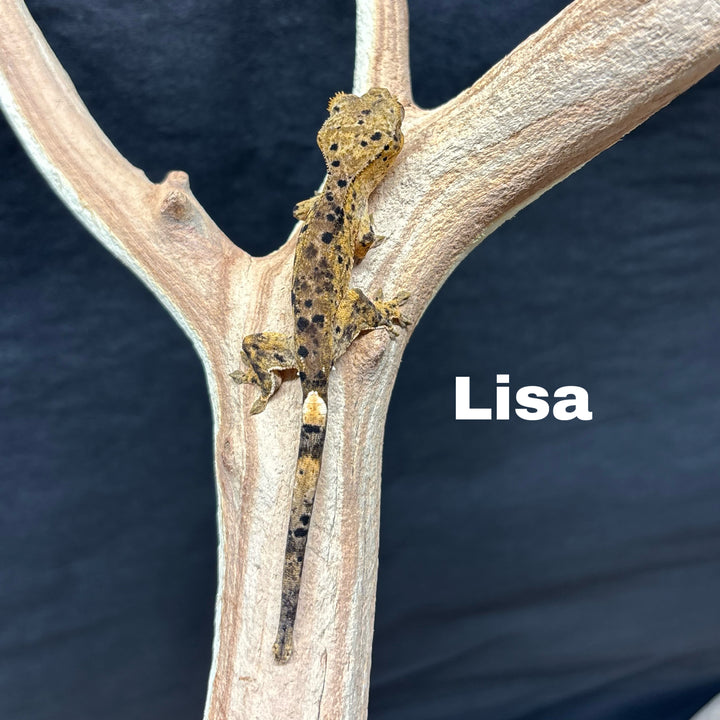 Correlophus ciliatus (Crested Gecko) Super Dalmation