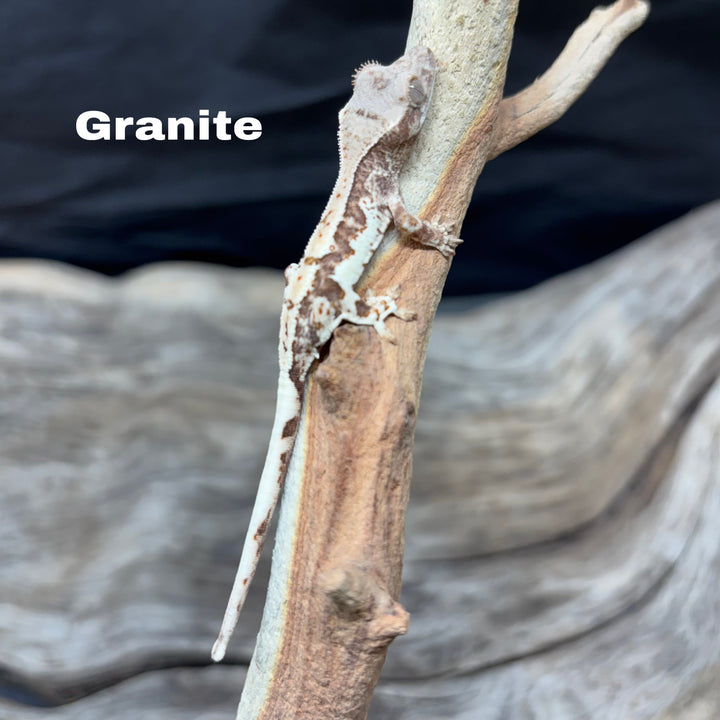 Correlophus ciliatus (Crested Gecko) Frappucino