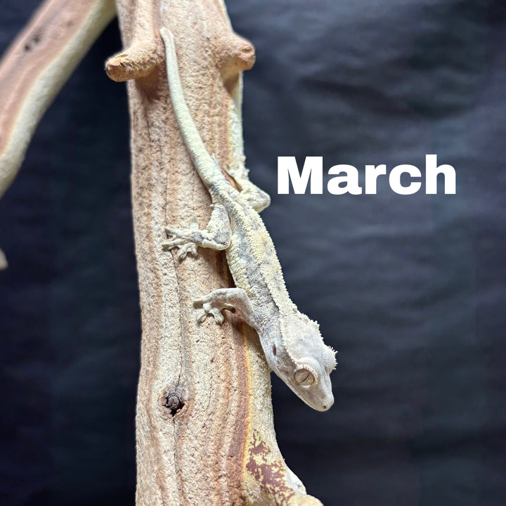 Correlophus ciliatus (Crested Gecko) Sable Lily White