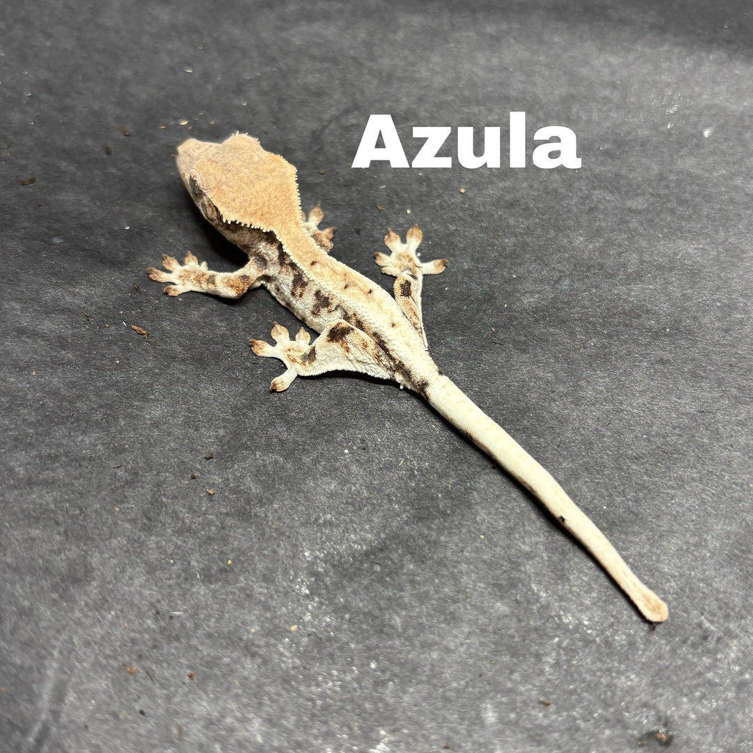 Correlophus ciliatus (Crested Gecko) Sable Lily White