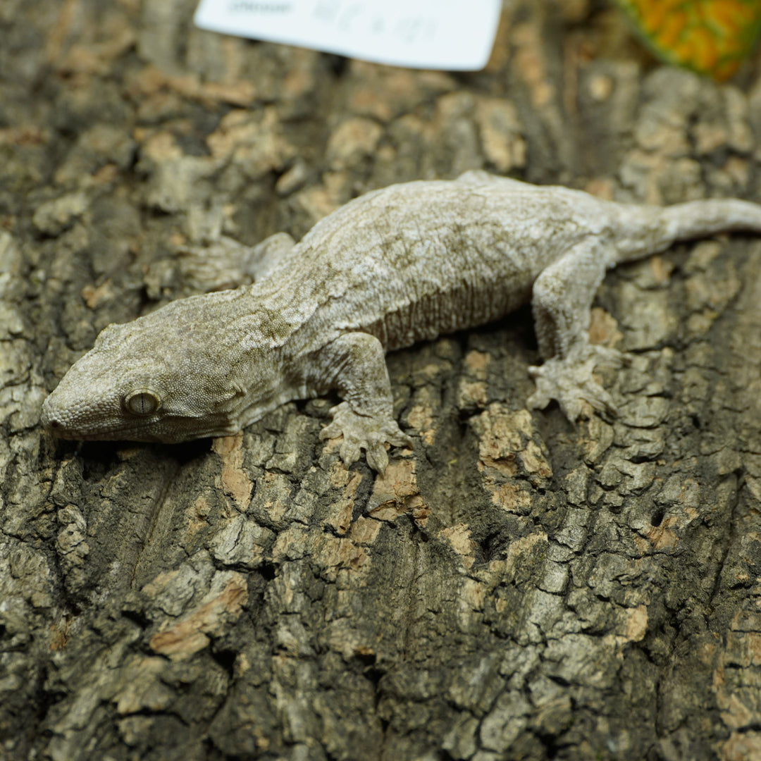 Rhacodactylus leachianus (New Caledonian Giant Gecko) HCx 9723