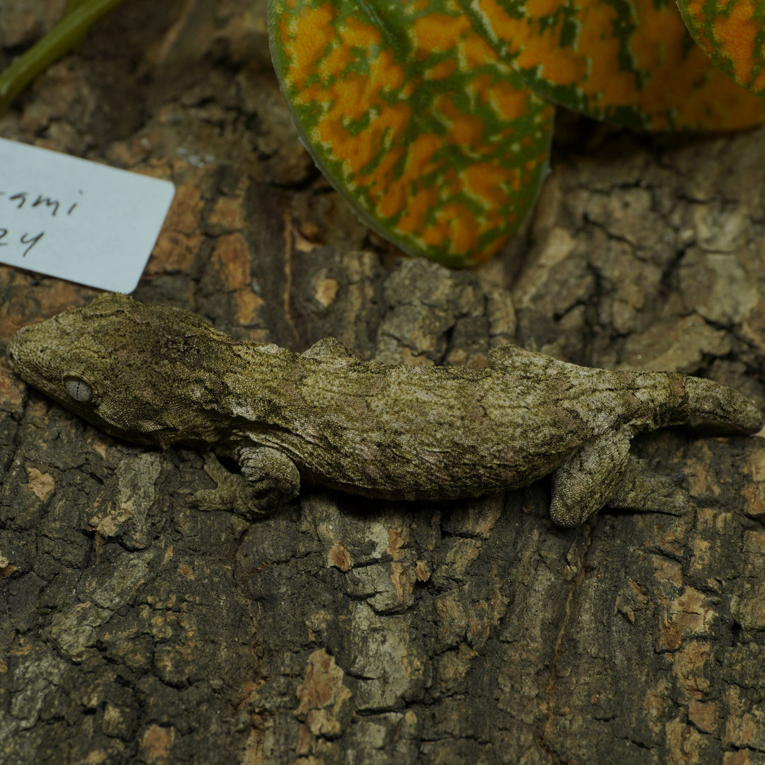 Rhacodactylus leachianus (New Caledonian Giant Gecko) Pine x Ami 13024