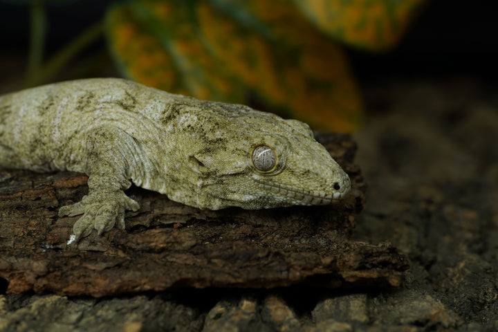 Rhacodactylus leachianus (New Caledonian Giant Gecko) Pine x Ami 10023