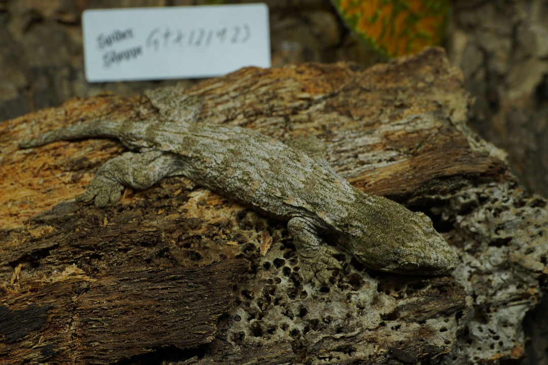 Rhacodactylus leachianus (New Caledonian Giant Gecko) GTx 121423