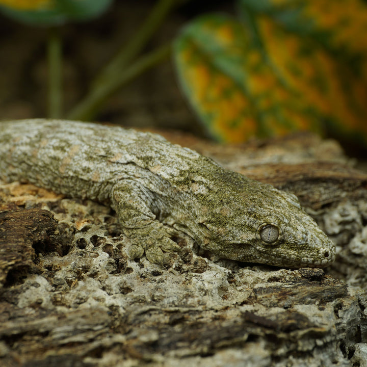 Rhacodactylus leachianus (New Caledonian Giant Gecko) GTx 121423