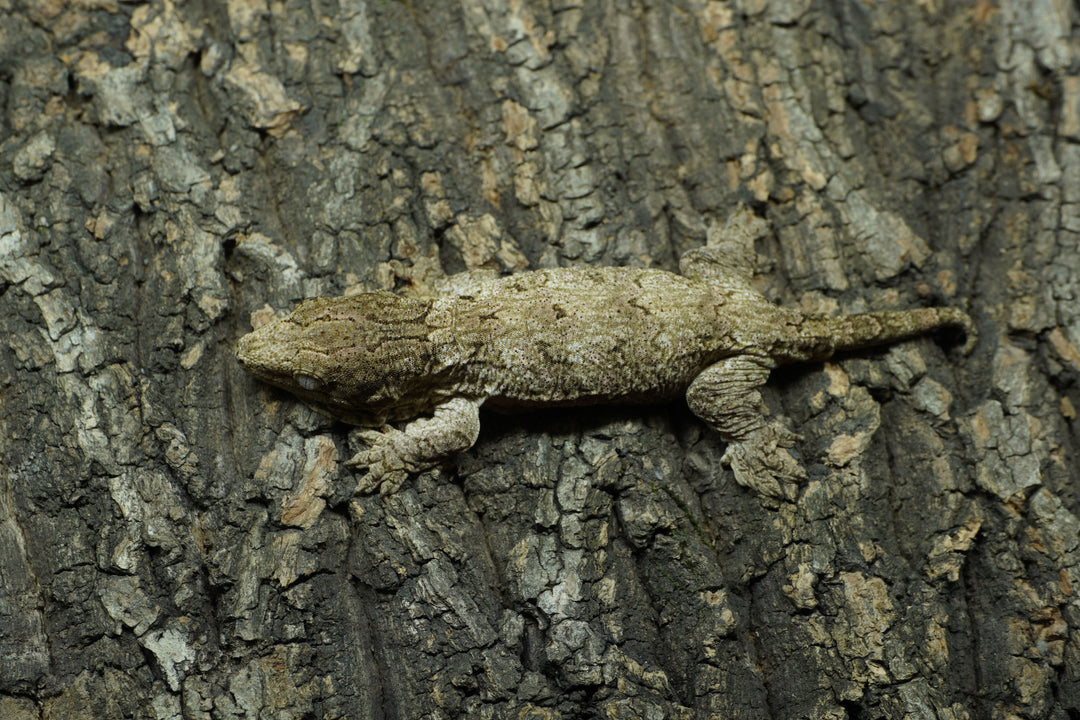 Rhacodactylus leachianus (New Caledonian Giant Gecko) GT x HC 11223