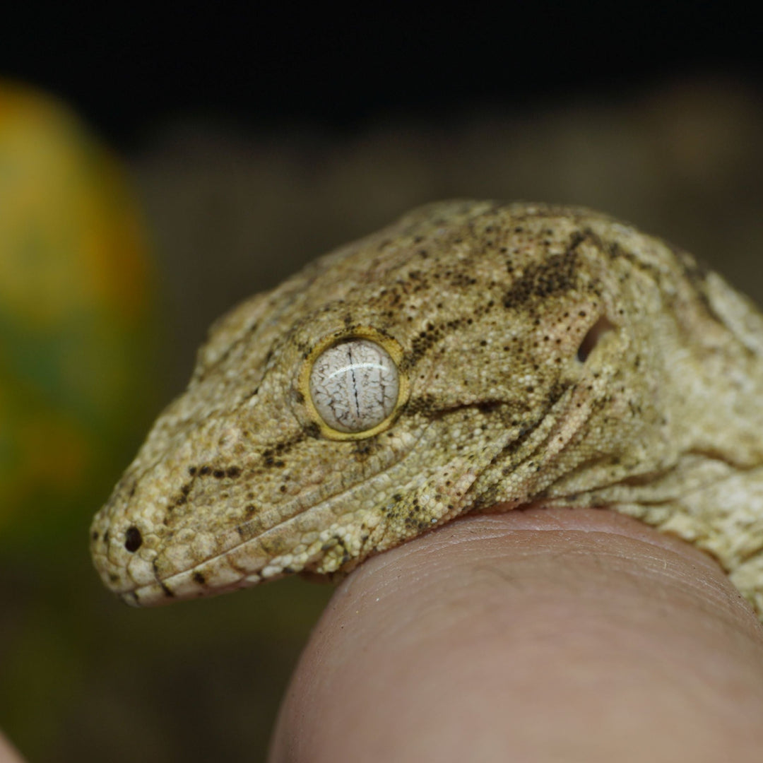Rhacodactylus leachianus (New Caledonian Giant Gecko) GT x HC 11223