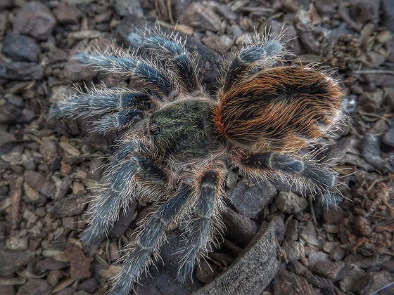 Euathlus sp 'Tigre Azul' (Chilean Blue Tiger)