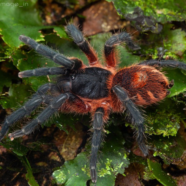 Davus sp 'Panama' (Lava Tarantula) 0.75"