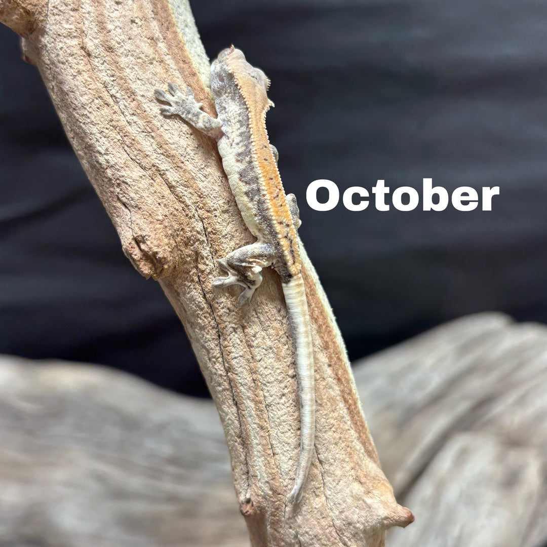 Correlophus ciliatus (Crested Gecko) Sable Lily White