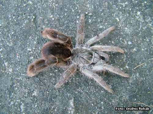 Eucratoscelus pachypus (Stout Leg Baboon) 0.5"