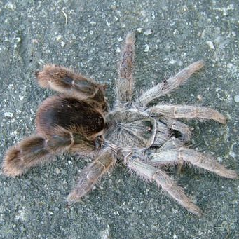 Eucratoscelus pachypus (Stout Leg Baboon) 0.5"