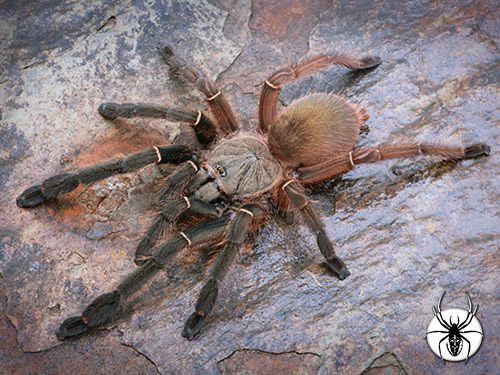 Ephebopus uatuman (Emerald Skeleton) 0.75