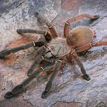 Ephebopus uatuman (Emerald Skeleton) 0.75