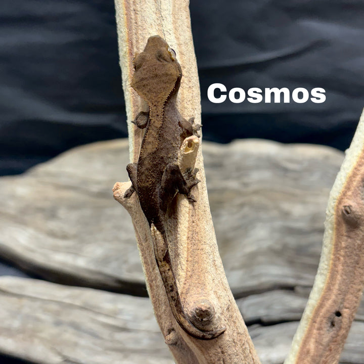 Correlophus ciliatus (Crested Gecko) Charcoal