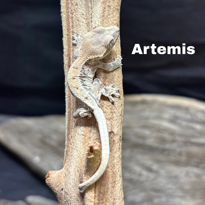 Correlophus ciliatus (Crested Gecko) Sable Lily White