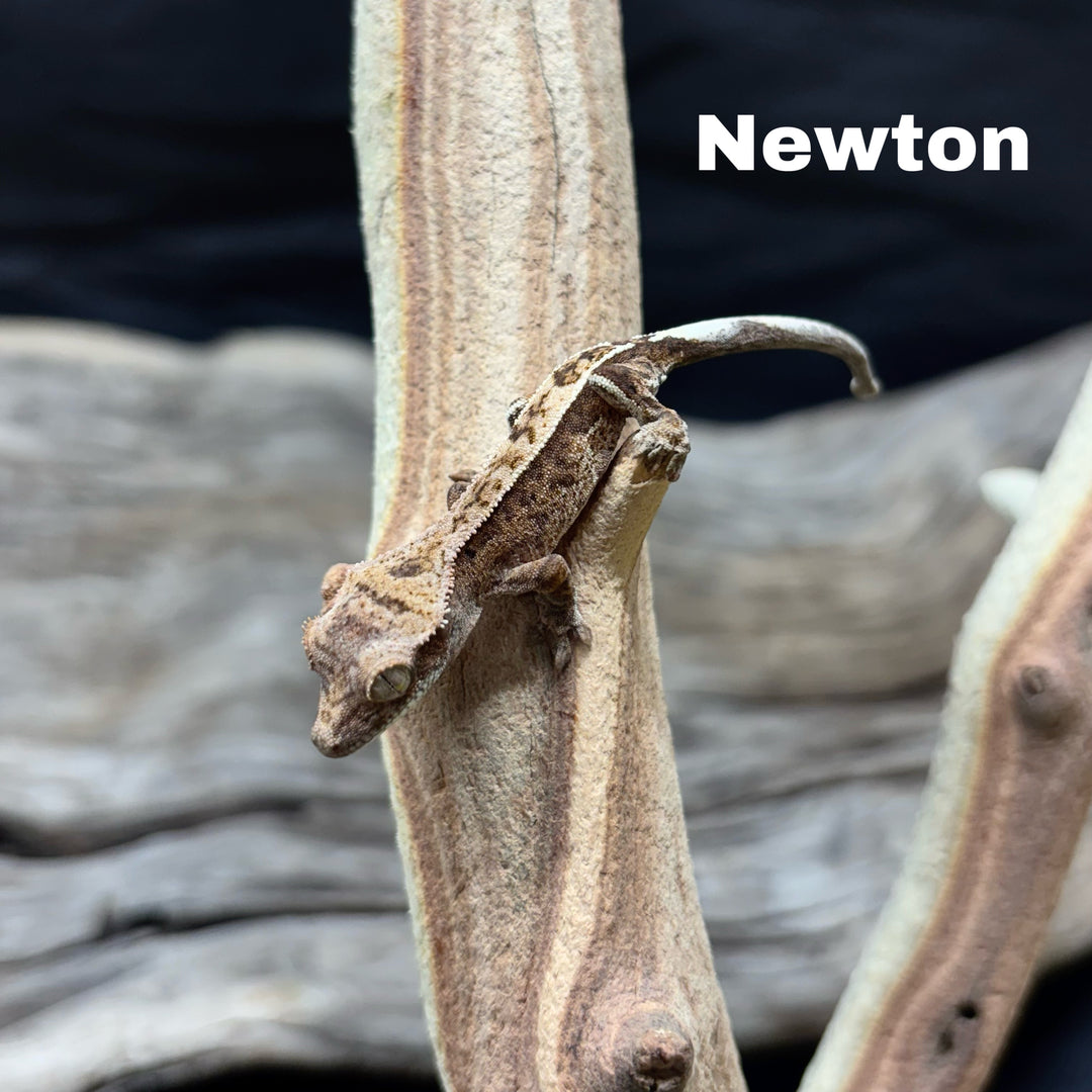 Correlophus ciliatus (Crested Gecko) Cappucino