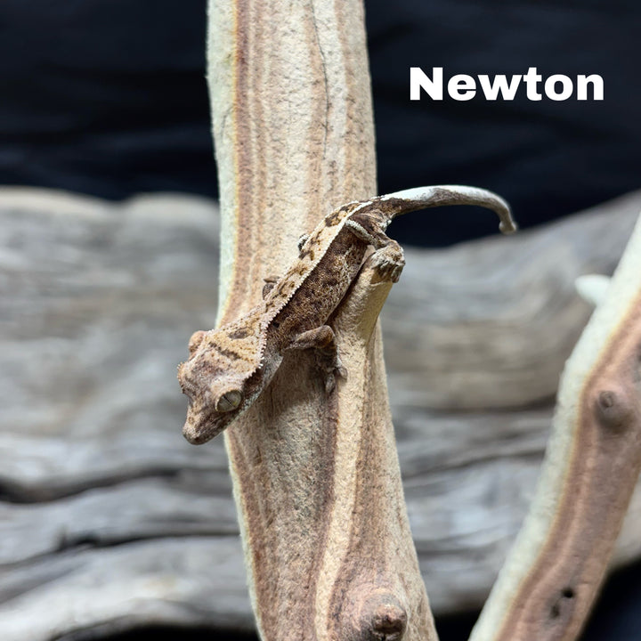 Correlophus ciliatus (Crested Gecko) Cappucino