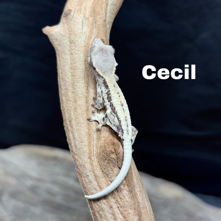 Correlophus ciliatus (Crested Gecko) Frappucino