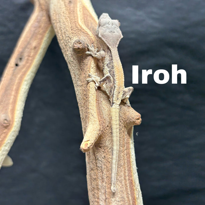 Correlophus ciliatus (Crested Gecko) Sable Lily White