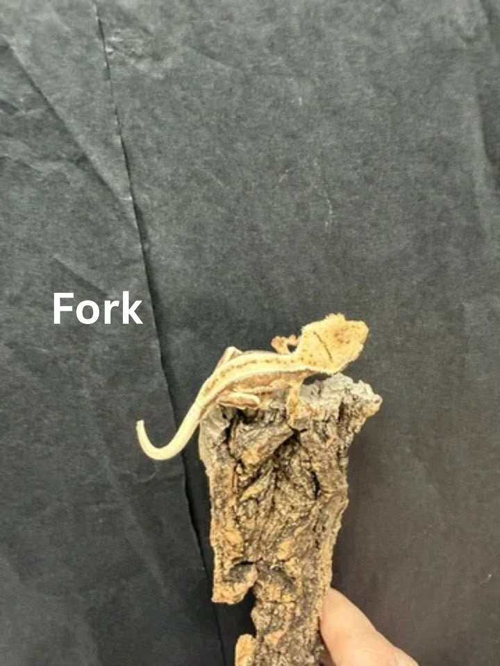 Correlophus ciliatus (Crested Gecko) Lily White Juveniles