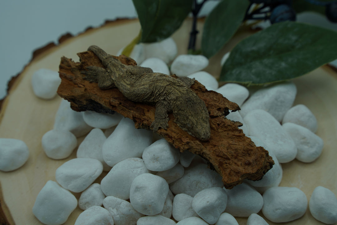 Rhacodactylus leachianus (New Caledonian Giant Gecko) Grand Terre X x Bayonnaise