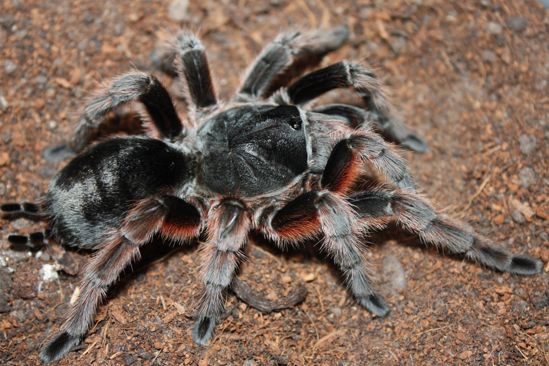 Grammostola alticeps (Brazilian Smokey Grey) 1"