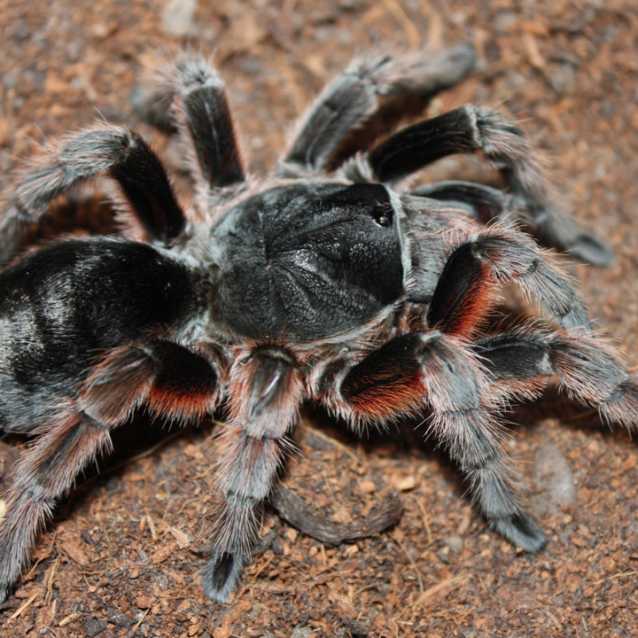 Grammostola alticeps (Brazilian Smokey Grey) 1"