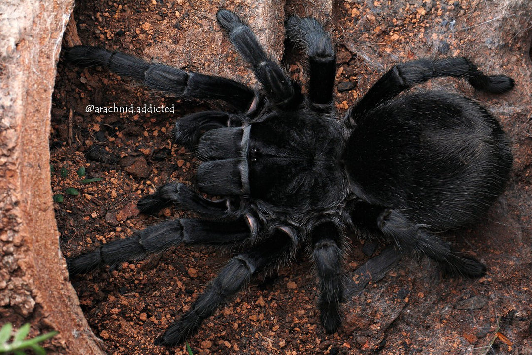 Grammostola quirogai (Uruguayan Black Beauty) 0.75"