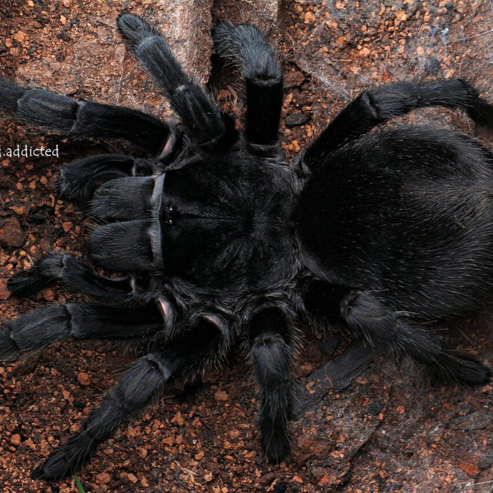 Grammostola quirogai (Uruguayan Black Beauty) 0.75"