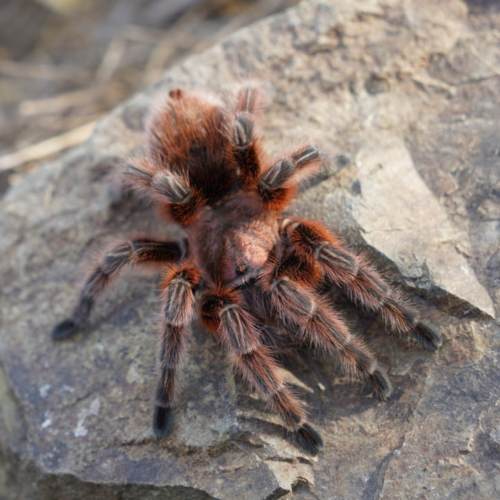Grammostola rosea 'RCF' (Chilean Red-Rose Hair) 0.375" w FREE SPIDER HAUS 3x4x5"