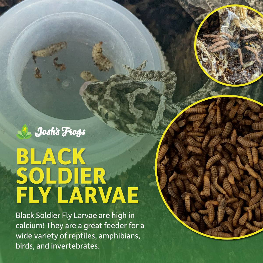 Black Soldier Fly Lava
