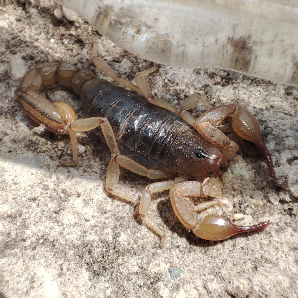 Hadruroides charcasus (Peru Gold Scorpion) 0.5" | 1"