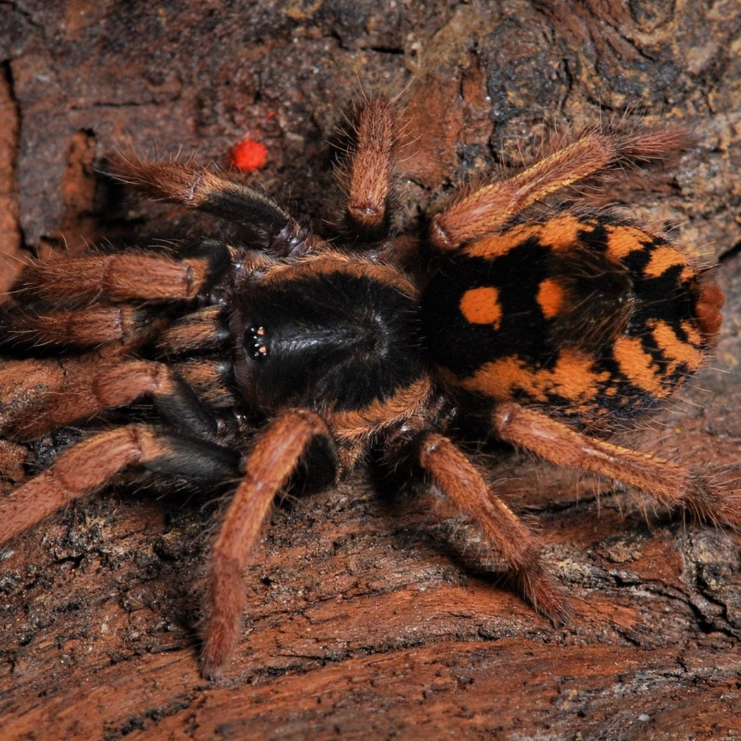 Hapalopus sp 'Guerilla' (Speckled Patch) 0.75" (Free on Orders $250+)