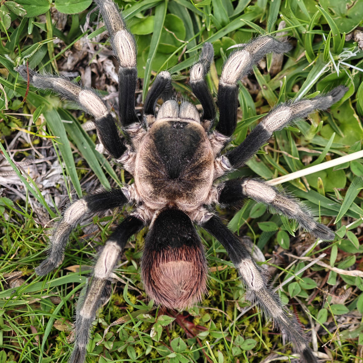 Hapalotremus major (Urubamba Giant) – Spider Shoppe