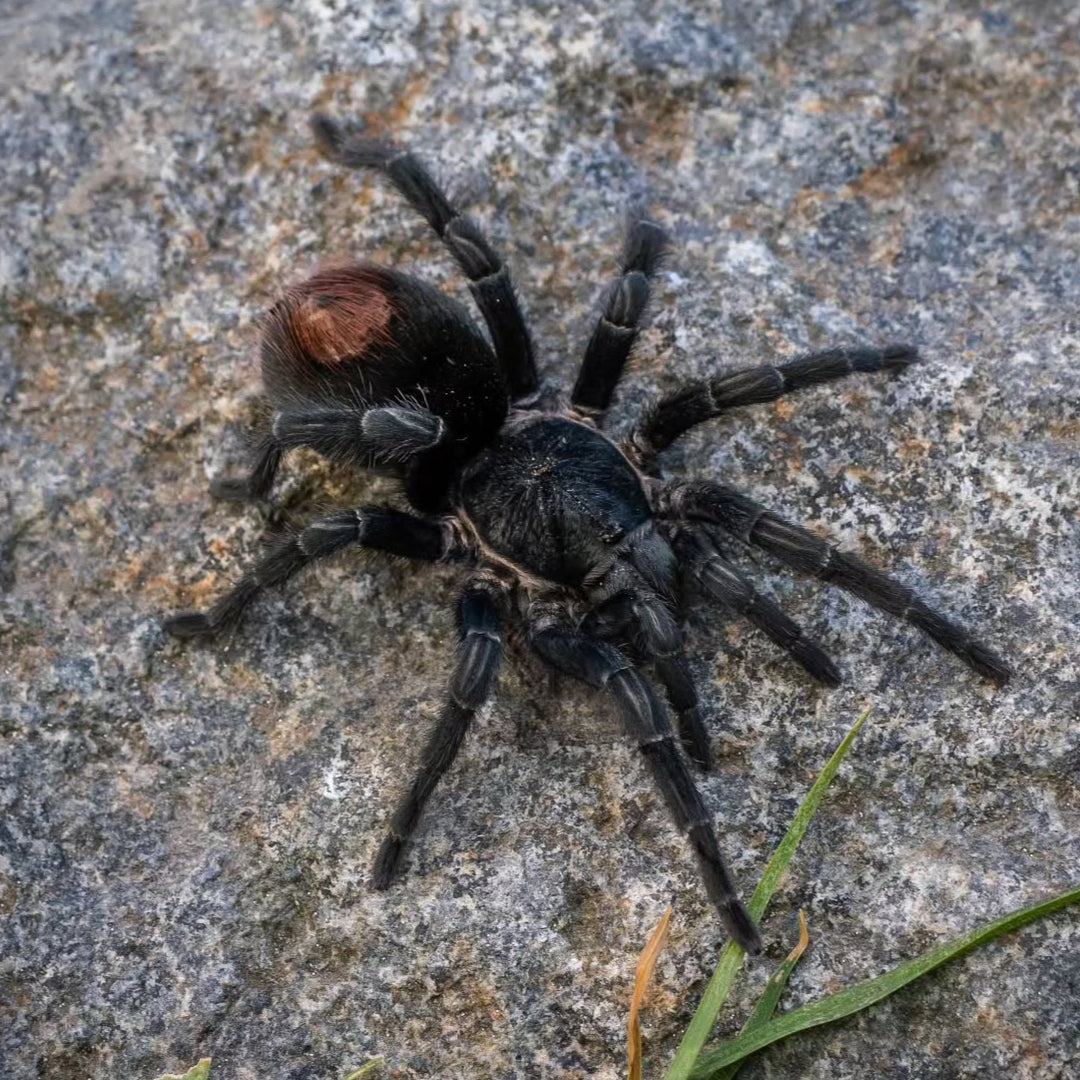 Hapalotremus marcapata (Marcapata Valley Black & Red) 0.75"