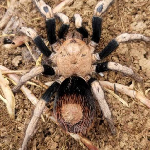 Hapalotremus sp 'Puma' 0.75" w FREE SPIDER HAUS 3x4x5"