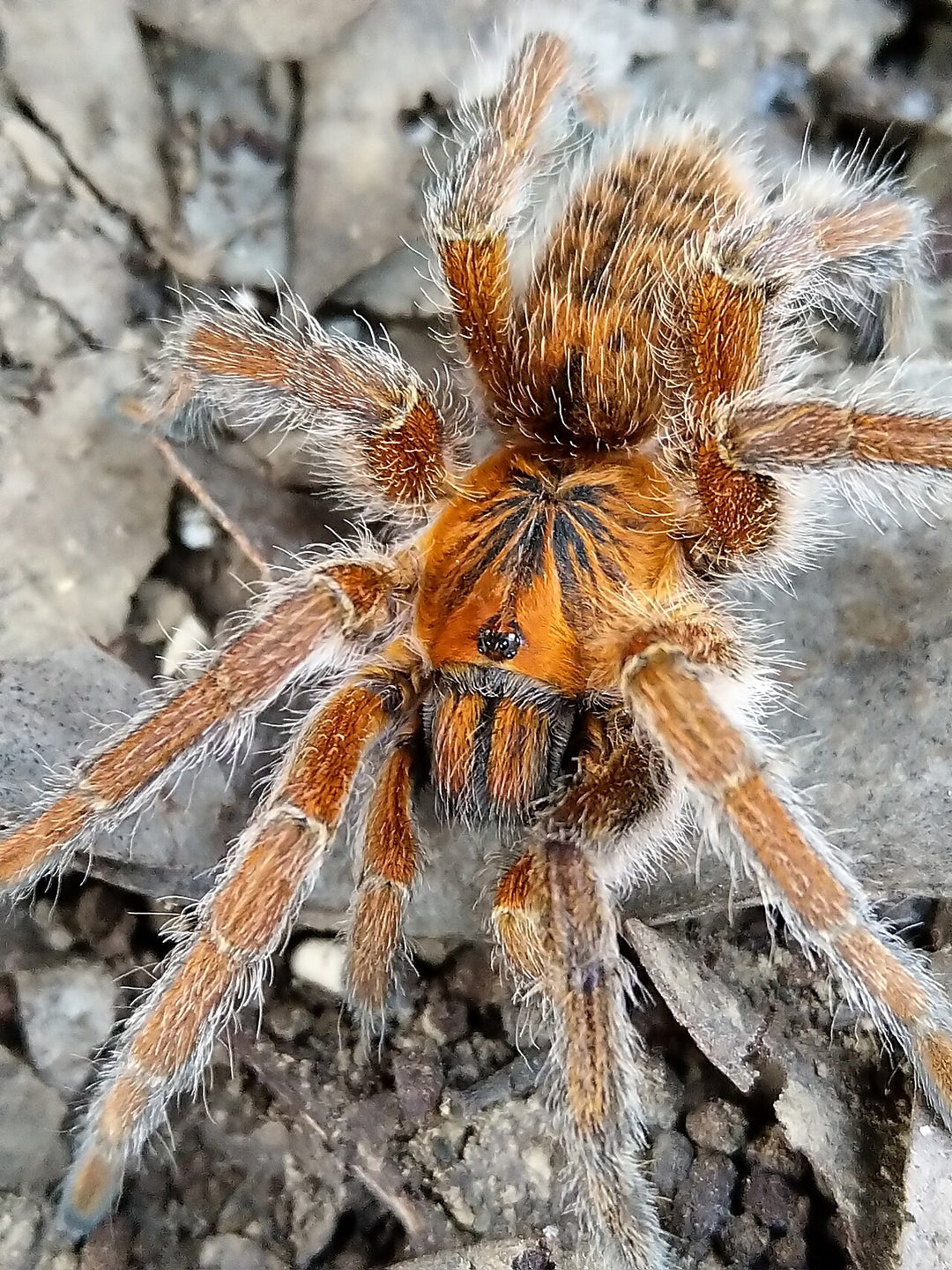 Harpactira cafreriana (Cape Copper Baboon) 0.5"
