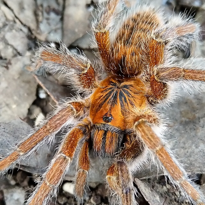 Harpactira cafreriana (Cape Copper Baboon) 0.5"