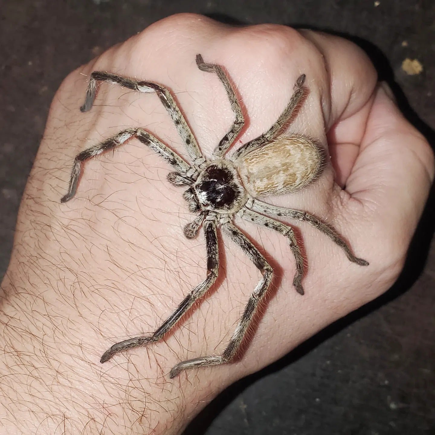 Holconia murrayensis (Australian Banded Huntsman) 5\, image size:1440x1440
