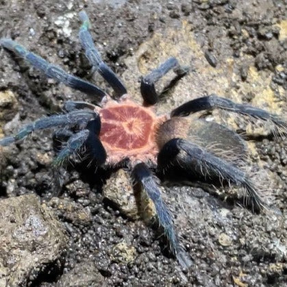 Holothele longipes (Trinidad Pink) – Spider Shoppe