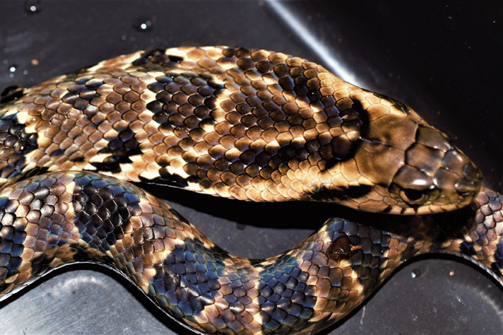 Hydrodynastes gigas (False Water Cobra)