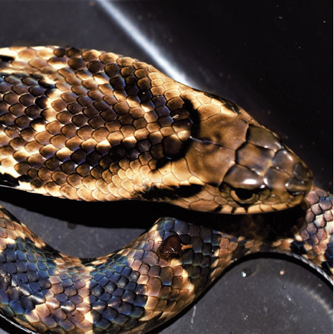 Hydrodynastes gigas (False Water Cobra)