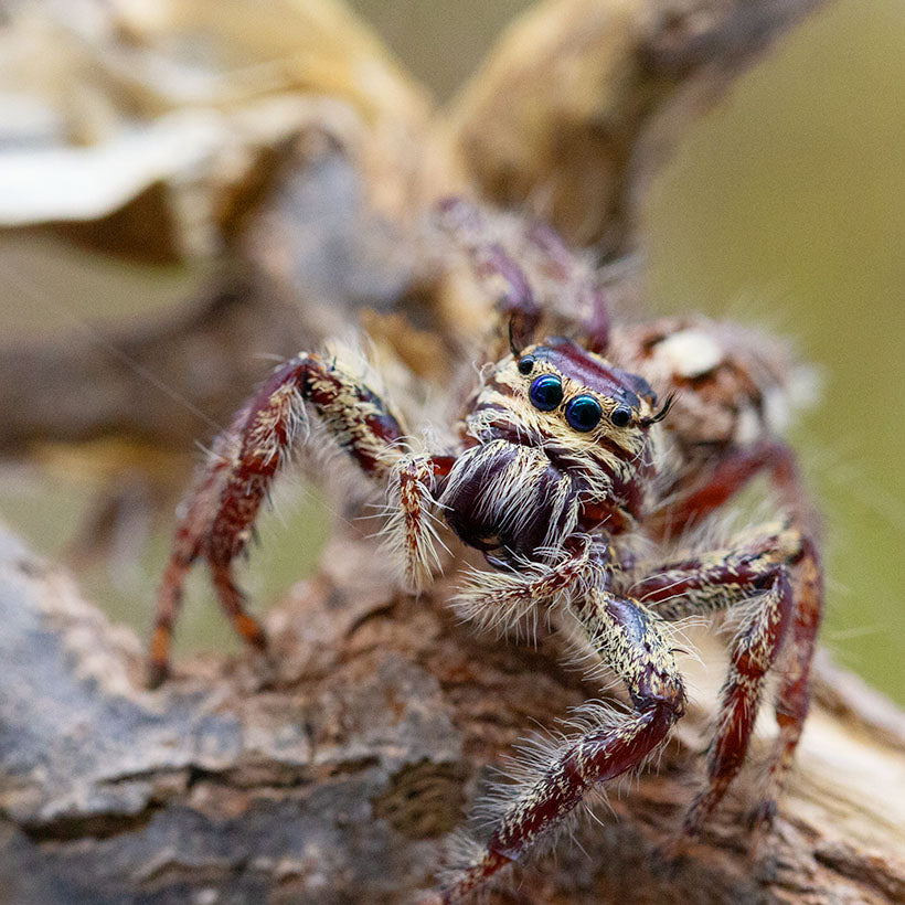 Hyllus giganteus (Giant Jumping Spider)