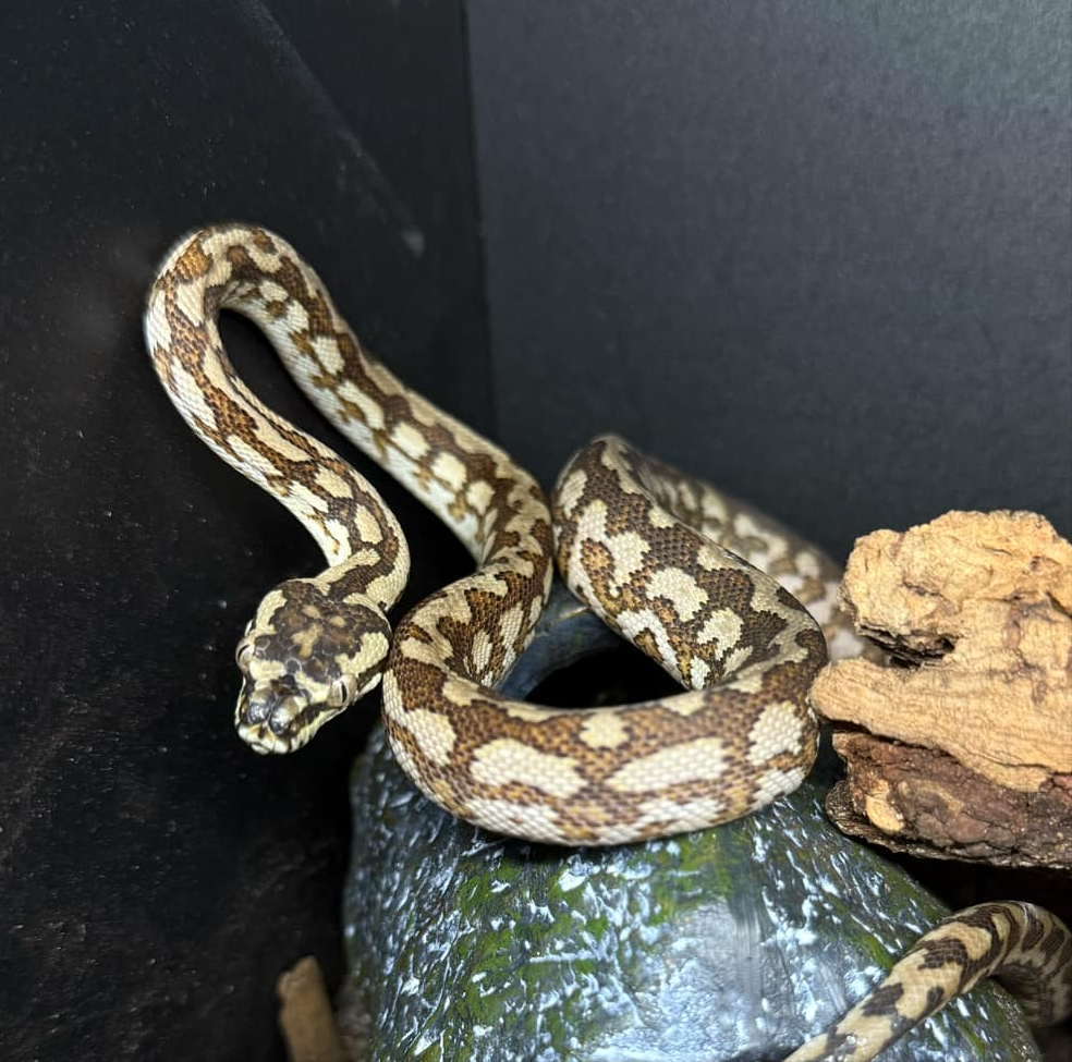 Morelia spilota (Carpet Python) 'Coastal Jaguar'