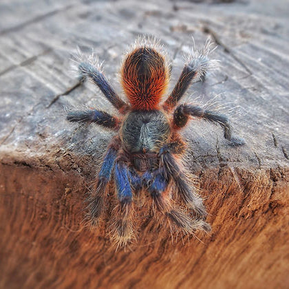 Euathlus sp 'Tigre Azul' (Chilean Blue Tiger)