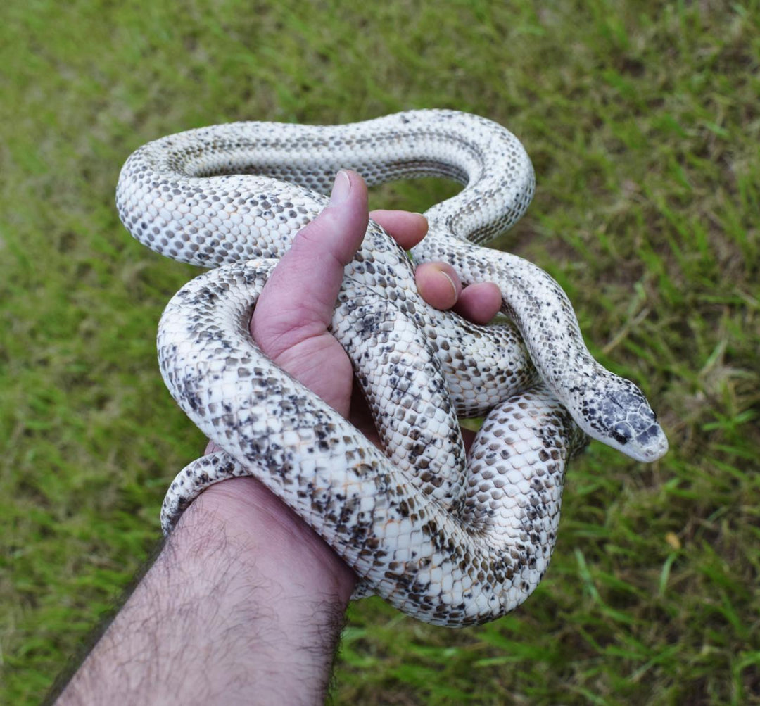 Pantherophis obsoletus (Calico Dalmatian Black Rat Snake) 12" MALE | 12" FEMALE